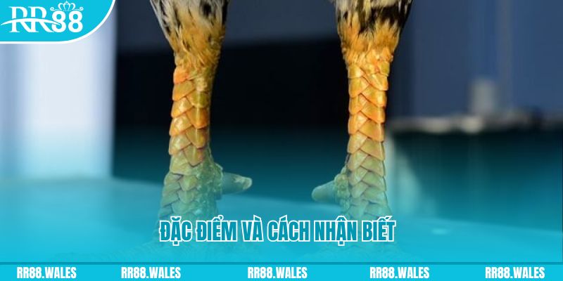 Vảy án thiên - đặc điểm và cách nhận biết